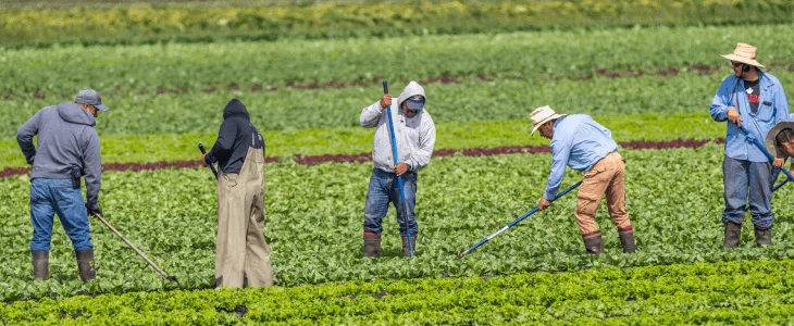 Migrants farming on a farm